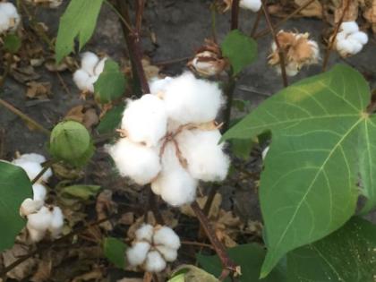 This year, cotton will be played in the state instead of soybeans | यंदा राज्यात साेयाबीनऐवजी कपाशीचा ‘भाेंगा’ वाजणार