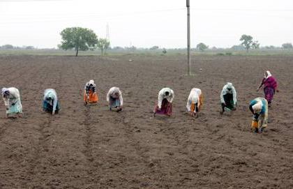 Sowing cotton on 424 hectors in Buldana district | बुलडाणा जिल्ह्यात ४२४ हेक्टरवर कपाशीचा पेरा