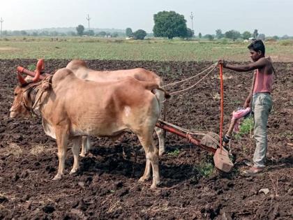 New crisis for farmers; Due to lack of dry agri field, sowing of rabi season was delayed | शेतकऱ्यासमोर नवे संकट; वापशा अभावी रबी हंगामाच्या पेरण्या खोळंबल्या