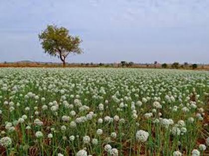 Delay in sowing of onion seeds too! | कांदा बीजोत्पादन पेरणीलाही विलंब!