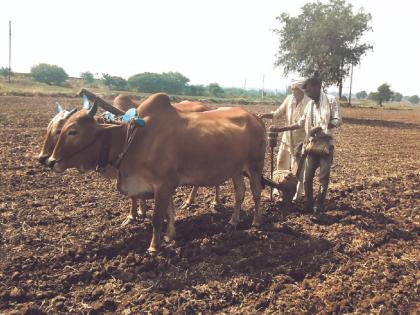 In Akola, there is a significant decrease in sown area during Rabi season | रब्बी हंगाम देवाच्या भरवशावर; आतापर्यंत जिल्ह्यात केवळ ३८ टक्केच पेरणी