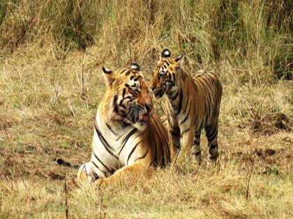 So many tigers die every month; Shocking statistics came out | दर महिन्याला होतो एवढ्या वाघांचा मृत्यू; धक्कादायक आकडेवारी समोर आली