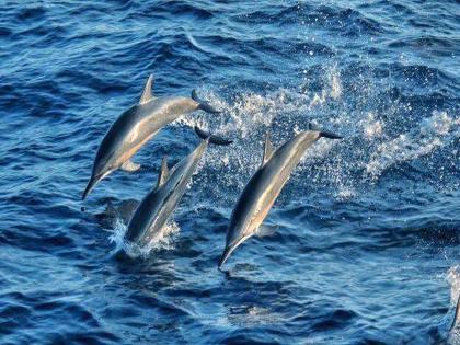 Dolphins, whales in love with the Konkan coast; Exposed to Fisheries Survey of India | डॉल्फिन, व्हेल कोकण किनारपट्टीच्या प्रेमात; भारतीय मत्स्य सर्वेक्षणात उघड