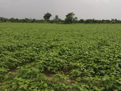 Rain stop; The crops grow faster | पावसाची उघडीप;  पिके बहरली, निंदण-खुरपणाला वेग 