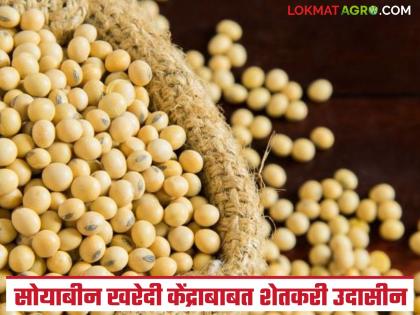 Latest news Soyabean kharedi Why are farmers not registering to sell soybeans at MSP | एमएसपीप्रमाणे सोयाबीन विक्रीसाठी शेतकरी नोंदणी का करत नाहीत, काय आहेत करणे? Latest news Soyabean kharedi Why are farmers not registering to sell soybeans at MSP | एमएसपीप्रमाणे सोयाबीन विक्रीसाठी शेतकरी नोंदणी का करत नाहीत, काय आहेत करणे?