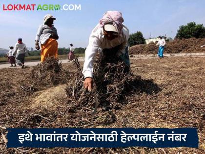 Latest News Soybean procurement begins under Bhavantar Yojana in Madhya Pradesh, helpline launched | Soyabean Kharedi : 'या' राज्यात भावांतर योजनेंतर्गत सोयाबीन खरेदीला सुरवात, हेल्पलाइन सुरु Latest News Soybean procurement begins under Bhavantar Yojana in Madhya Pradesh, helpline launched | Soyabean Kharedi : 'या' राज्यात भावांतर योजनेंतर्गत सोयाबीन खरेदीला सुरवात, हेल्पलाइन सुरु