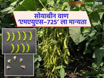 Latest News new variety of soybean MAUS 725 introduced produces up to 31 quintals per hectare | हेक्टरी 31 क्विंटलपर्यंत उत्पादन, कीड-रोगांना प्रतिकारक असलेलं सोयाबीनचं नवं वाण आलं! Latest News new variety of soybean MAUS 725 introduced produces up to 31 quintals per hectare | हेक्टरी 31 क्विंटलपर्यंत उत्पादन, कीड-रोगांना प्रतिकारक असलेलं सोयाबीनचं नवं वाण आलं!