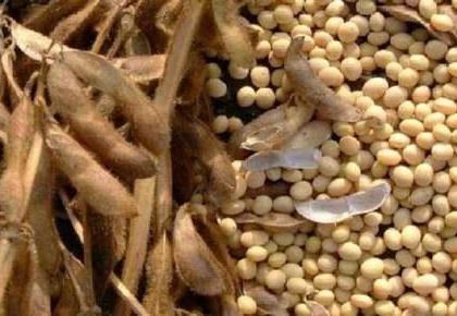 Procurement of soyabean procurement of NAFED in Washim district: only four thousand quintals per month | वाशिम जिल्ह्यात नाफेड’च्या सोयाबिन खरेदीची प्रक्रिया मंदावली : अडीच महिन्यात केवळ चार हजार क्विंटल खरेदी