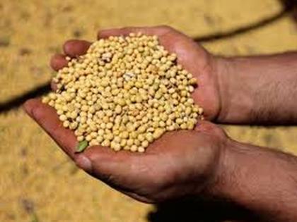 soya beans Buy low price in Washim | सोयाबीनची कमी दरात खरेदी; हमीभाव डावलला !