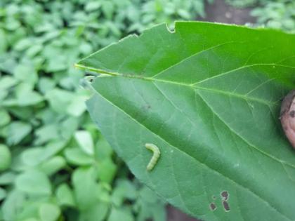 Green camel worm infection spreads on soybean leaves! | सोयाबिनच्या कोवळ्या पानांवर हिरव्या उंटअळीचा प्रादुर्भाव!