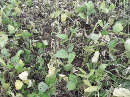 disease soya bean crop in Wakad area! | वाकद परिसरातील सोयाबीनवर करपा रोगाचा प्रादुर्भाव !