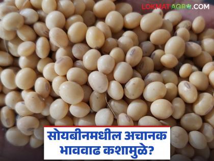 What caused the sudden increase in soybean prices for the first time in three years? How long will the rise continue? | तीन वर्षांत प्रथमच सोयाबीनच्या दरात अचानक वाढ कशामुळे झाली? अजून किती दिवस तेजी राहणार? What caused the sudden increase in soybean prices for the first time in three years? How long will the rise continue? | तीन वर्षांत प्रथमच सोयाबीनच्या दरात अचानक वाढ कशामुळे झाली? अजून किती दिवस तेजी राहणार?
