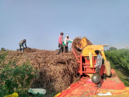 Soyabean farmers in Washim district in trouble | वाशिम जिल्ह्यातील सोयाबीन उत्पादक शेतकरी हवालदिल !