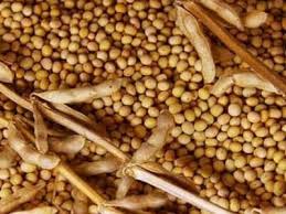 revolution organization aggressive in the worst soybean case | निकृष्ट सोयाबीन प्रकरणी रयत क्रांती संघटना आक्रमक