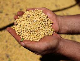 Due to the decline in the price, the import of soybeans decreased! | दरात घसरण झाल्याने सोयाबीनची आवक घटली !