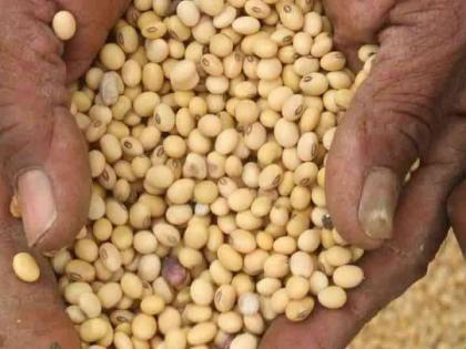 Soil stones in Mahabeej soybean seeds! | महाबीजच्यासोयाबीन बियाण्यात मातीचे खडे!