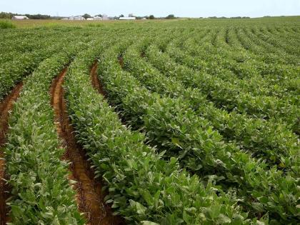 Maharashtra: Soybean yield likely to drop by 6 percent this year, Agriculture Department estimates | Maharashtra: यंदा सोयाबीनचे उत्पन्न ६ टक्क्यांनी कमी होण्याची भीती, कृषी विभागाचा अंदाज