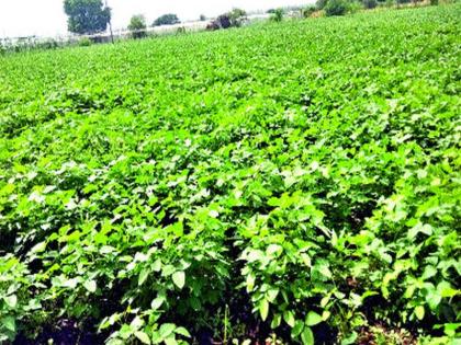 Soybean area increased in Pune district Kharipa sowing was 40 percent of average | पुणे जिल्ह्यात सोयाबीनचे क्षेत्र वाढले, खरिपाची पेरणी सरासरीच्या ४० टक्के