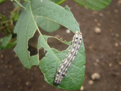 Soybeans survived snail infestation; But this year the green larvae are destroying the crops | सोयाबीन पीक धोक्यात; गोगलगायींच्या उपद्रवातून वाचले; पण हिरव्या अळयांकडून पिके फस्त