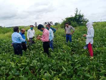 Soybeans now get 'virus' | आता सोयाबीनवरही आला ‘व्हायरस’