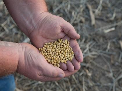 Soybeans are sown this year, use tokens to earn a lot of money | यंदा सोयाबीन पेरताय, बक्कळ कमाईसाठी वापरा 'टोकन पेरा' पद्धत, कृषी विभागानेही दिला सल्ला