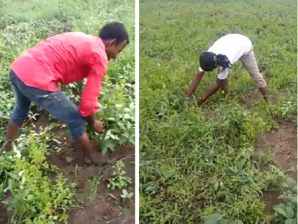 More weeds in soybeans despite expensive pesticides; The farmer harvested 4 acres and left it to the animals | महागडे कीटकनाशक वापरूनही सोयाबीनमध्ये तण अधिक; शेतकऱ्याने ४ एकर पिक केले जनावरांच्या स्वाधीन