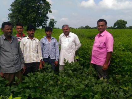 Soya bean and urid peak shangavancha! | सोयाबीन व उडीद पीक शेंगाविनाच!