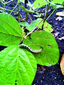 Soya bean crop is infested! | सोयाबीन पिकावर अळ्यांचा प्रादुर्भाव!