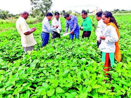 Groundnut area decreases due to soyabean | सोयाबीनमुळे भुईमुगाचे क्षेत्र घटले