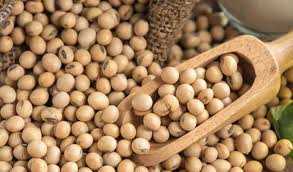 Soybean seed shortage in the district this year? | जिल्ह्यात यंदा सोयाबीन बियाणाचा तुटवडा?