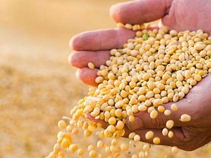 Six thousand quintals of soybean seeds are likely to fall short | वर्धा जिल्ह्यात सहा हजार क्विंटल सोयाबीन बियाणे कमी पडण्याची शक्यता