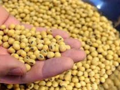 Soybean arrivals increased; Rates Fall! | सोयाबीनची आवक वाढली; दर पडले!