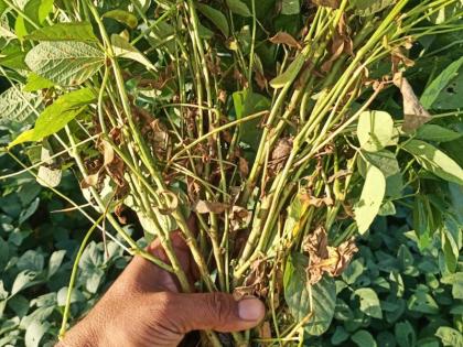 Outbreak of unknown disease on soybean crop in Murtijapur taluka | मूर्तिजापूर तालुक्यात सोयाबीन पिकावर अज्ञात रोगाचा प्रादुर्भाव 