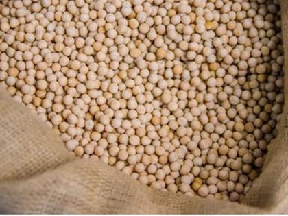 More than 50 per cent soybean seeds in the state fail! | राज्यातील ५० टक्क्यांपेक्षा जास्त सोयाबीन बियाणे नापास!