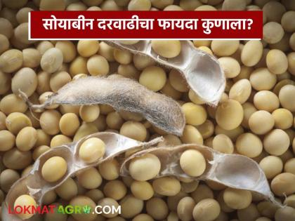 latest news Soybean Market: Who benefits from the increase in soybean prices? Find out in detail | Soybean Market : सोयाबीन दरवाढीचा फायदा कुणाला? जाणून घ्या सविस्तर latest news Soybean Market: Who benefits from the increase in soybean prices? Find out in detail | Soybean Market : सोयाबीन दरवाढीचा फायदा कुणाला? जाणून घ्या सविस्तर