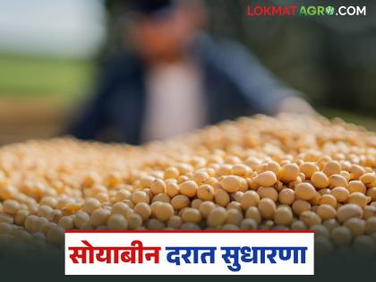 latest news Soybean Market Update: Record arrival of soybeans; Read the full market report in detail | Soybean Market Update : सोयाबीनची विक्रमी आवक; बाजार समित्या फुल्ल वाचा सविस्तर latest news Soybean Market Update: Record arrival of soybeans; Read the full market report in detail | Soybean Market Update : सोयाबीनची विक्रमी आवक; बाजार समित्या फुल्ल वाचा सविस्तर