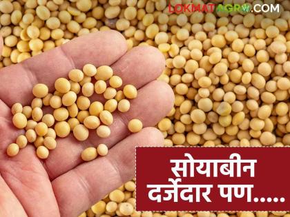 latest news Soybean Market Update: Production decreased due to heavy rains, prices collapsed in the market! | Soybean Market Update : अति पावसाने उत्पादन घटले, बाजारात भाव कोसळले! latest news Soybean Market Update: Production decreased due to heavy rains, prices collapsed in the market! | Soybean Market Update : अति पावसाने उत्पादन घटले, बाजारात भाव कोसळले!