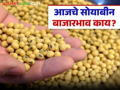 Soybean Bajar Bhav : विदर्भ-मराठवाड्यात सोयाबीनचे कसे आहेत दर जाणून घ्या सविस्तर