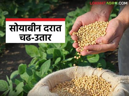 latest news Soybean Bajar Bhav: Did soybean prices increase or decrease? Know in detail | Soybean Bajar Bhav : सोयाबीनचे भाव वाढले की घसरले? जाणून घ्या सविस्तर latest news Soybean Bajar Bhav: Did soybean prices increase or decrease? Know in detail | Soybean Bajar Bhav : सोयाबीनचे भाव वाढले की घसरले? जाणून घ्या सविस्तर