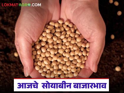 latest news Soybean Bajar Bhav : Best day to sell soybeans? Which market is getting the highest price? Read in detail | Soybean Bajar Bhav : सोयाबीन विक्रीचा बेस्ट दिवस? कोणत्या बाजारात मिळतोय जास्त भाव वाचा सविस्तर latest news Soybean Bajar Bhav : Best day to sell soybeans? Which market is getting the highest price? Read in detail | Soybean Bajar Bhav : सोयाबीन विक्रीचा बेस्ट दिवस? कोणत्या बाजारात मिळतोय जास्त भाव वाचा सविस्तर