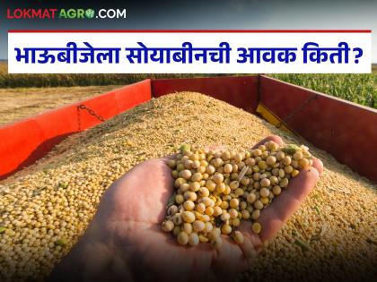 latest news Soybean Bajar Bhav : Soybean arrivals are low; prices drop slightly in some markets! | Soybean Bajar Bhav : सोयाबीन आवक भाऊबीजेला कमी; काही बाजारात दरात किरकोळ घट! latest news Soybean Bajar Bhav : Soybean arrivals are low; prices drop slightly in some markets! | Soybean Bajar Bhav : सोयाबीन आवक भाऊबीजेला कमी; काही बाजारात दरात किरकोळ घट!