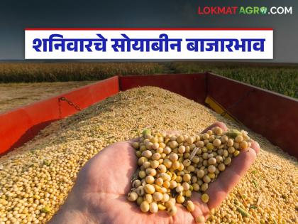 latest news Soybean Bajar Bhav: Soybean arrivals increased, prices remained stable; How much price was received in which market? Read in detail | Soybean Bajar Bhav : सोयाबीन आवक वाढली, दर टिकले; कोणत्या बाजारात किती दर मिळाला? वाचा सविस्तर latest news Soybean Bajar Bhav: Soybean arrivals increased, prices remained stable; How much price was received in which market? Read in detail | Soybean Bajar Bhav : सोयाबीन आवक वाढली, दर टिकले; कोणत्या बाजारात किती दर मिळाला? वाचा सविस्तर