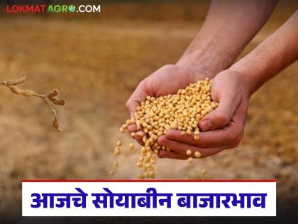 latest news Soybean Bajar Bhav : Soybean arrivals decreased; In which market are prices higher? Read in detail | Soybean Bajar Bhav : सोयाबीन आवक घटली; कोणत्या बाजारात भाव जास्त? वाचा सविस्तर latest news Soybean Bajar Bhav : Soybean arrivals decreased; In which market are prices higher? Read in detail | Soybean Bajar Bhav : सोयाबीन आवक घटली; कोणत्या बाजारात भाव जास्त? वाचा सविस्तर