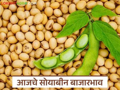 latest news Soybean Bajar Bhav: In which market is soybean getting the highest price? Read in detail | Soybean Bajar Bhav : सोयाबीनला कोणत्या बाजारात मिळतोय सर्वाधिक दर? वाचा सविस्तर latest news Soybean Bajar Bhav: In which market is soybean getting the highest price? Read in detail | Soybean Bajar Bhav : सोयाबीनला कोणत्या बाजारात मिळतोय सर्वाधिक दर? वाचा सविस्तर