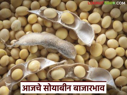 latest news Soybean Bajar Bhav : Soybean arrivals decreased; Which market received the highest price? Read in detail | Soybean Bajar Bhav : सोयाबीनची आवक घटली; कोणत्या बाजारात मिळाला सर्वाधिक दर वाचा सविस्तर latest news Soybean Bajar Bhav : Soybean arrivals decreased; Which market received the highest price? Read in detail | Soybean Bajar Bhav : सोयाबीनची आवक घटली; कोणत्या बाजारात मिळाला सर्वाधिक दर वाचा सविस्तर