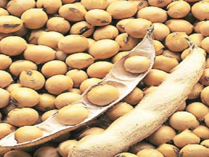 Soybean prices fall by Rs 700 | सोयाबीनचे दर ७०० रुपयांनी कोसळले!