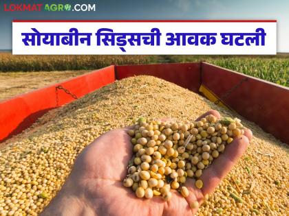 latest news Soybean Seed Market: Soybean seed arrivals have decreased; have prices improved? Read in detail | Soybean Seed Market : सोयाबीन सिड्सची आवक घटली; दर सुधारले आहेत का? वाचा सविस्तर latest news Soybean Seed Market: Soybean seed arrivals have decreased; have prices improved? Read in detail | Soybean Seed Market : सोयाबीन सिड्सची आवक घटली; दर सुधारले आहेत का? वाचा सविस्तर