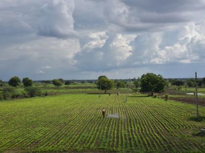 Soybean sowing in 98% area! | ९८ टक्के क्षेत्रात सोयाबीनची पेरणी!