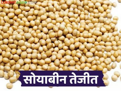 latest news Soybean Market: Soybean is on the rise; seeds prices are above 7 thousand. Read in detail | Soybean Market : सोयाबीन तेजीत; बीजवाईचे दर ७ हजार पार वाचा सविस्तर latest news Soybean Market: Soybean is on the rise; seeds prices are above 7 thousand. Read in detail | Soybean Market : सोयाबीन तेजीत; बीजवाईचे दर ७ हजार पार वाचा सविस्तर