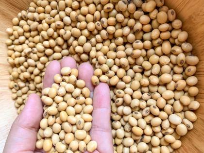 Germination capacity of soybean decreased from 65 to 60 percent! | सोयाबीनची उगवण क्षमता ६५ वरून ६० टक्क्यांवर!